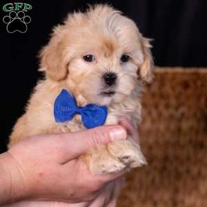 Storm, Teddy Bear Puppy